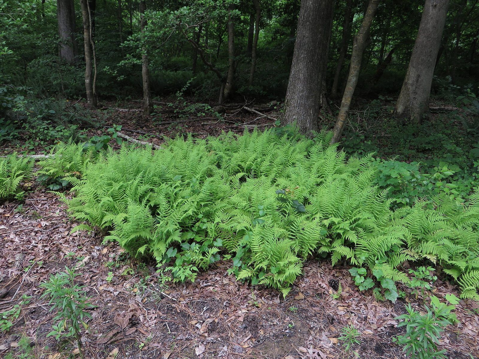Fort Nonsense, Mathews County, Virginia (14299654197)